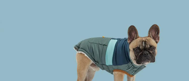 Winter Dog Coat For French Bulldog