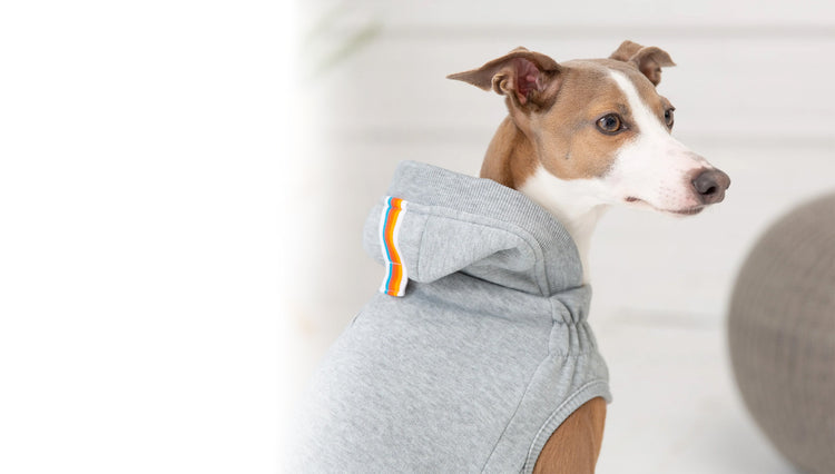 Best Dog Hoodies