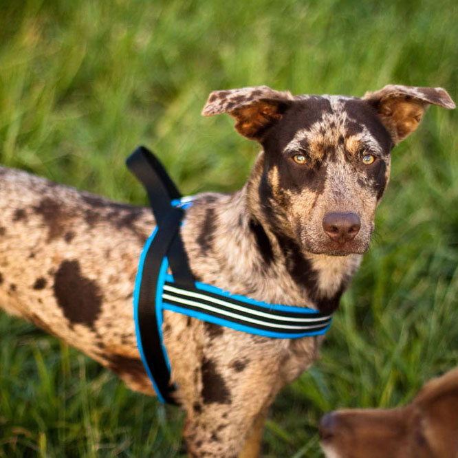 Padded Harnesses