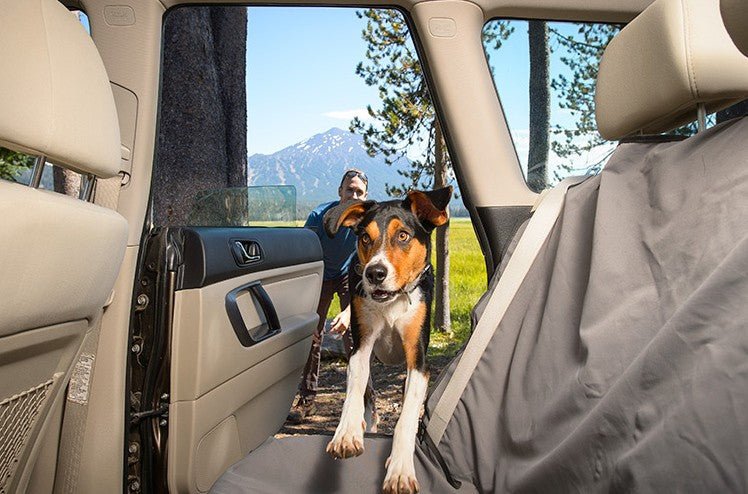 Traveling With a Dog in a Car: Essential Tips for Safe Trips