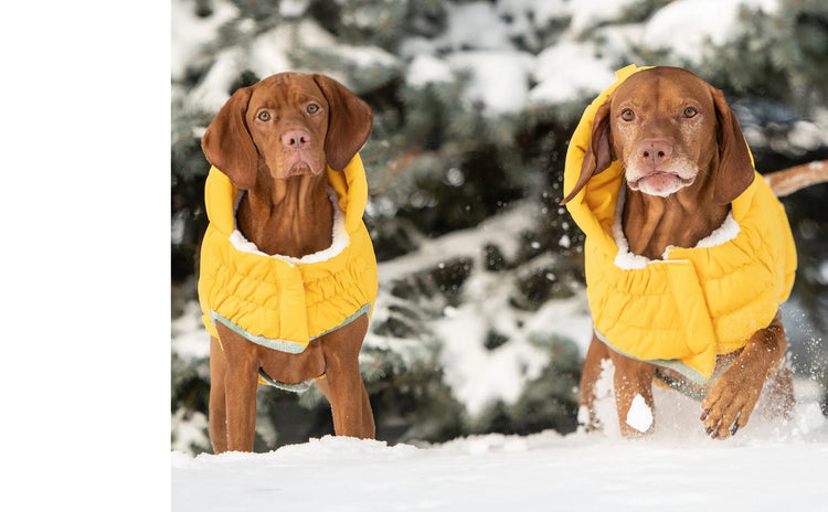 best dog winter jackets for vizslas