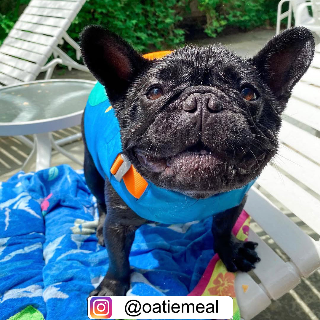 french bulldog wearing a dog life vest best frenchie dog life jacket for Brachycephalic breeds