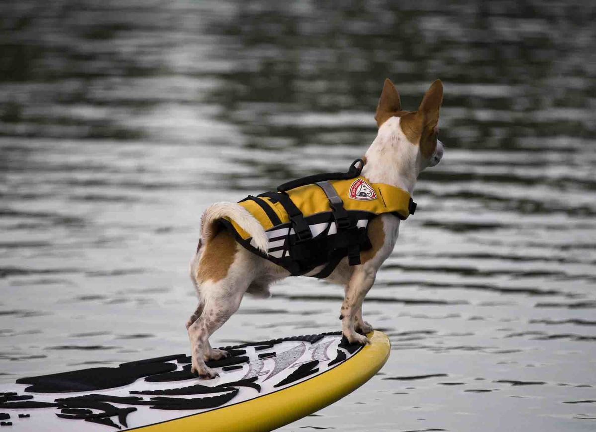 EzyDog DFD Micro Life Vest Paddleboard
