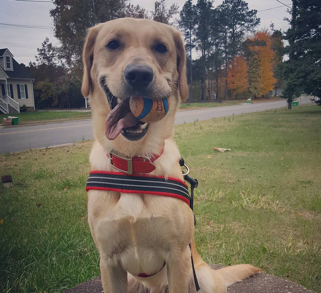 ComfortFlex Sport Harness