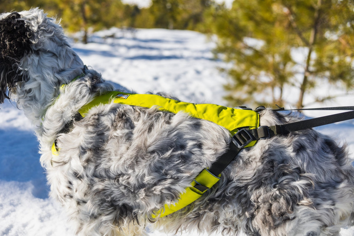 Omnijore Dog Skijoring Setup - Everything You Need