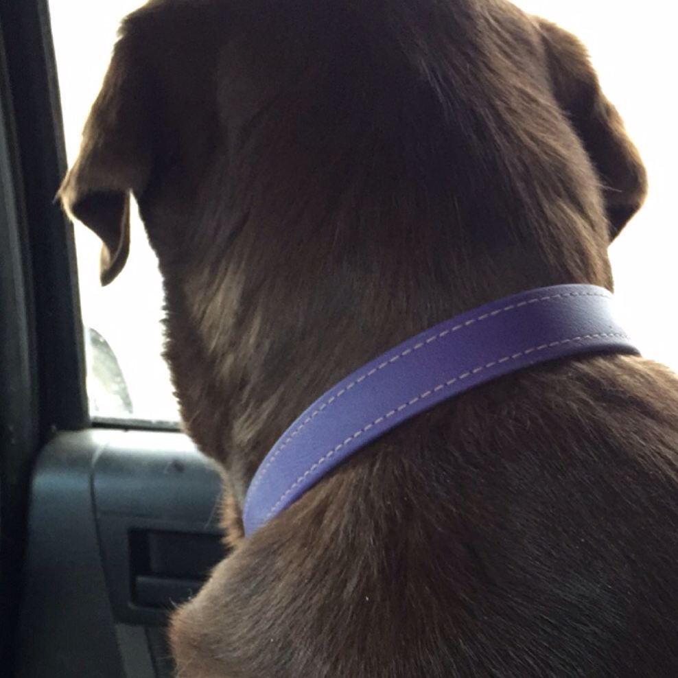 Brookenjack - Brookenjack Luxury Waterproof Dog Collars - Premium USA Biothane - Dog Collar -