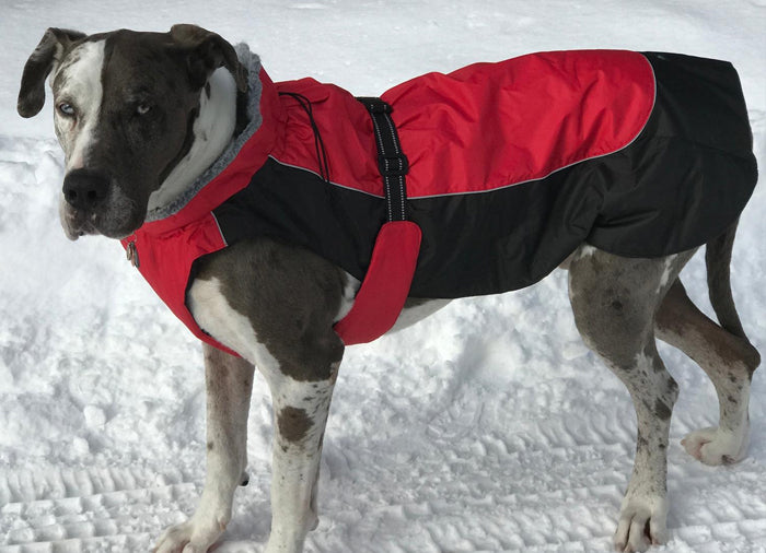 Dog Winter Jackets Made For All Weather Environments Comes With Warm Faux Fur Neck Lining, Insulation and Comfortable Fleece Underside