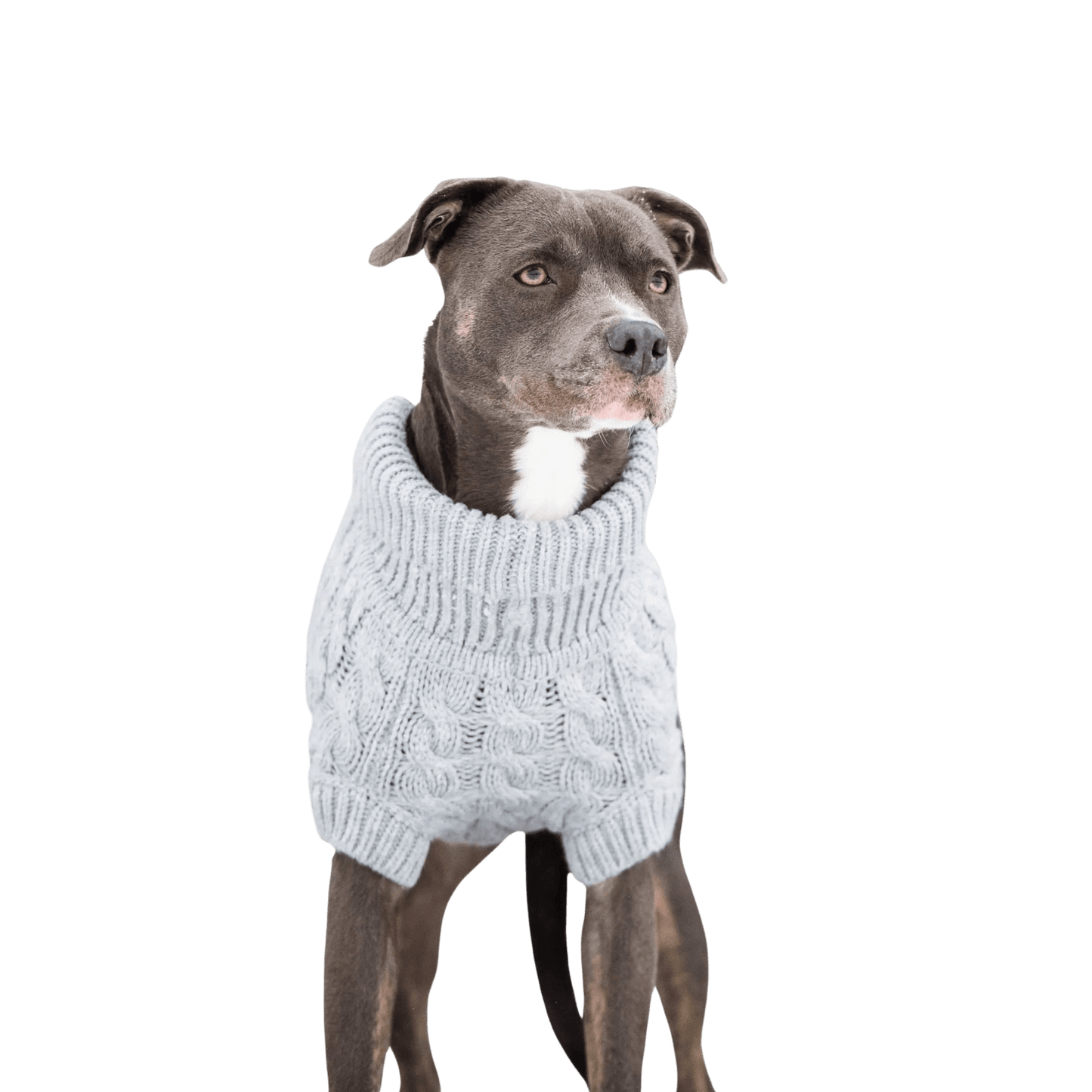 Cable Knit Dog Sweater Gray Silver Color – Chunky Winter Dog Turtleneck