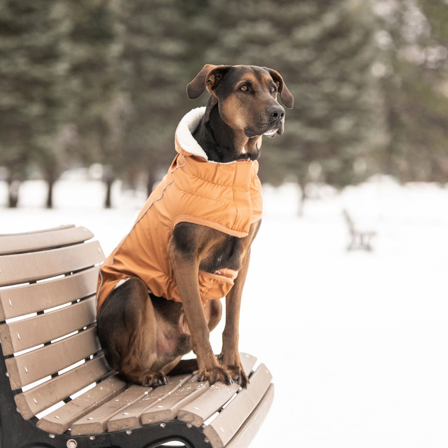 Insulated Waterproof Dog Winter Raincoat - Hazel