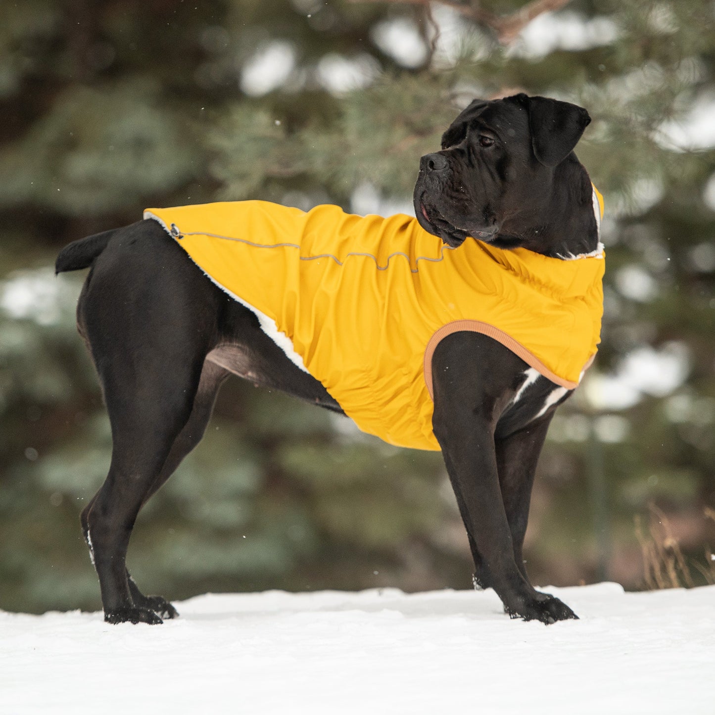 Insulated Waterproof Dog Winter Raincoat - Yellow