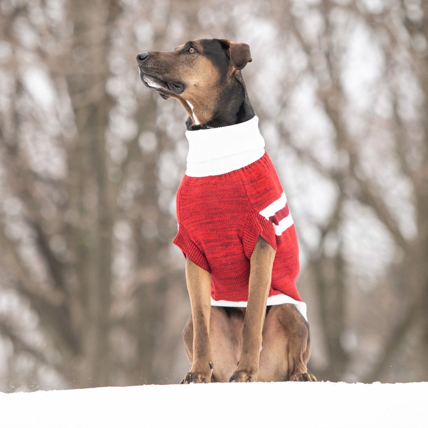 Trekking Dog Sweater Multi-Knit Winter Dog Sweater - Red and white stripe dog in snow
