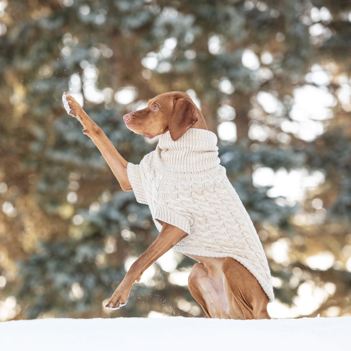 Cable Knit Dog Sweater Oatmeal Cream Color – Chunky Winter Dog Turtleneck dog playing in the snow