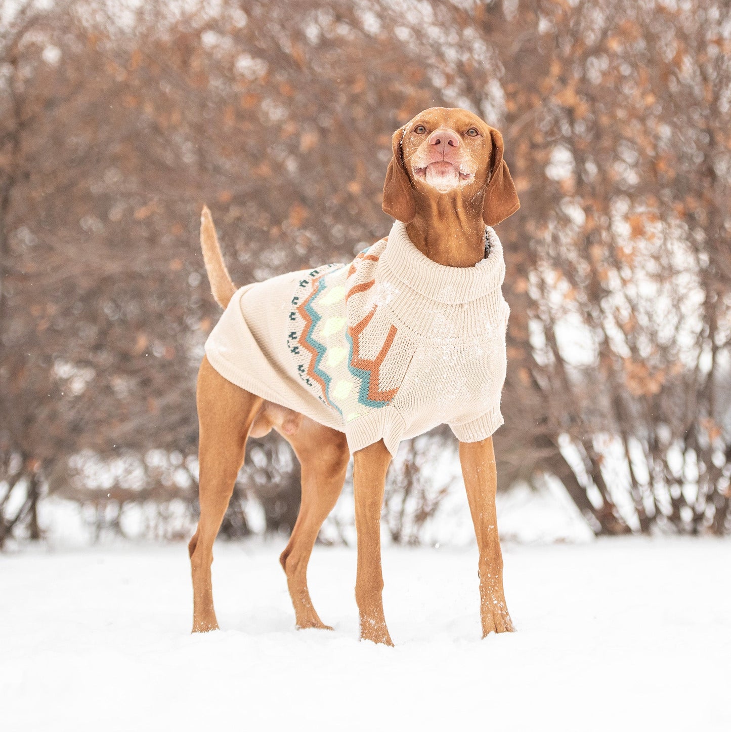 Heritage Fair Isle Dog Sweater – Retro Nordic scandinavian ski sweater Sand cream beige color Knit Winter Dog Sweaters in the snow