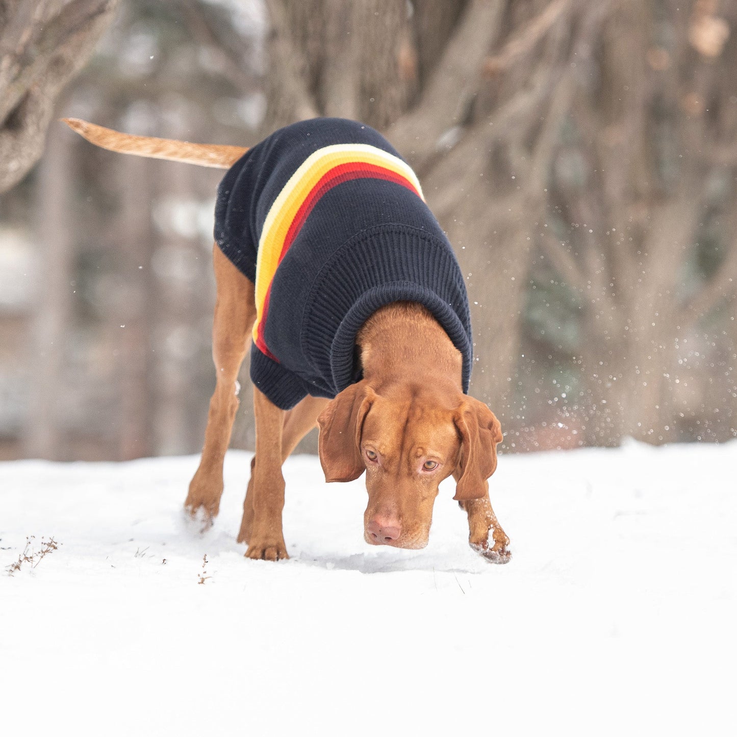 Retro Dog Sweater - Navy Striped 70s Style Winter Dog Sweater with red yellow and cream color stripes Vizsla dog in the snow