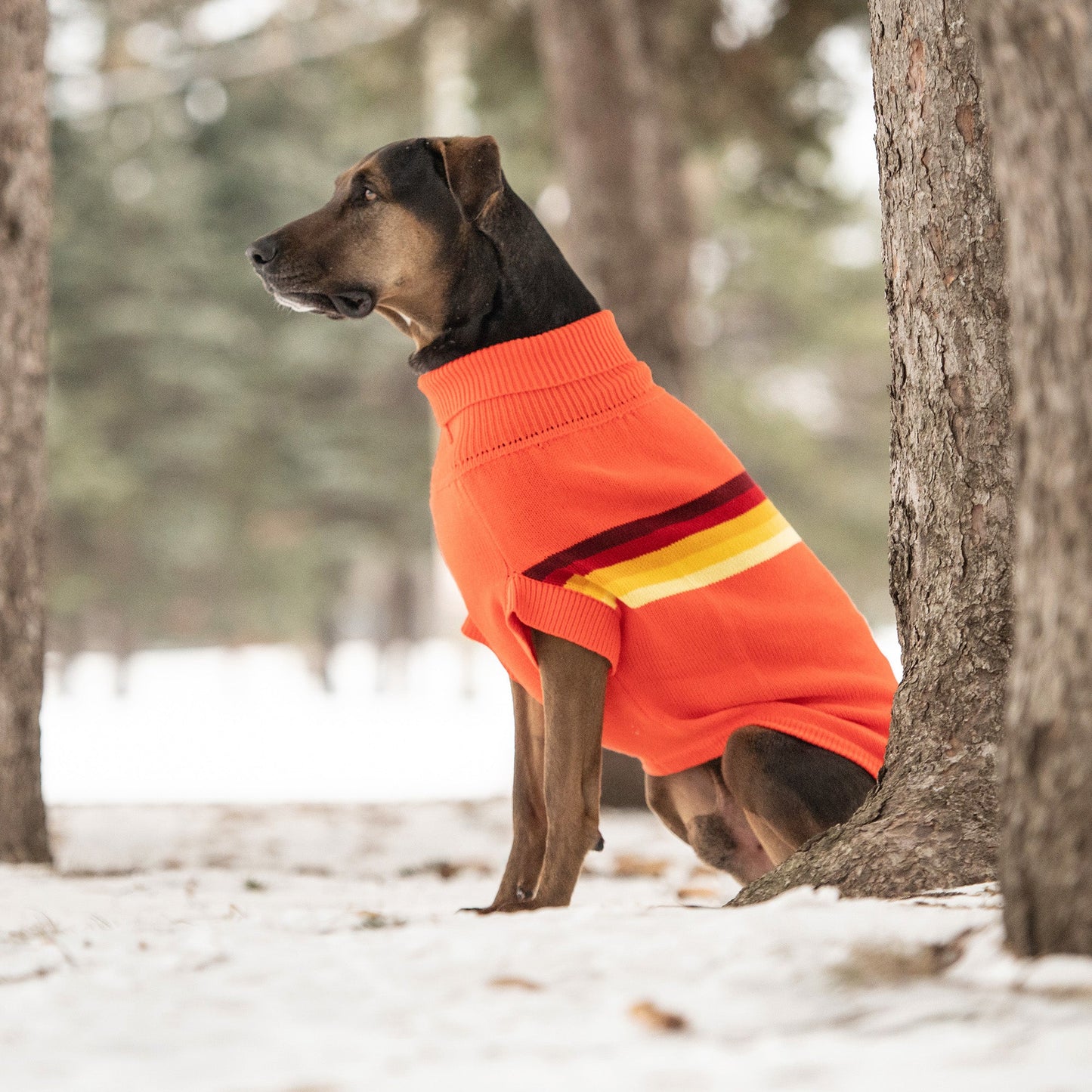 Retro Dog Sweater - Orange Winter Dog Sweaters 70s style with yellow red stripes dog in the snow cool sweater