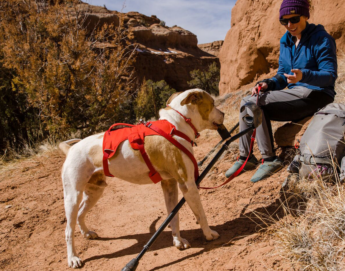 Escape Proof Dog Harness - Web Master Security Dog Harness