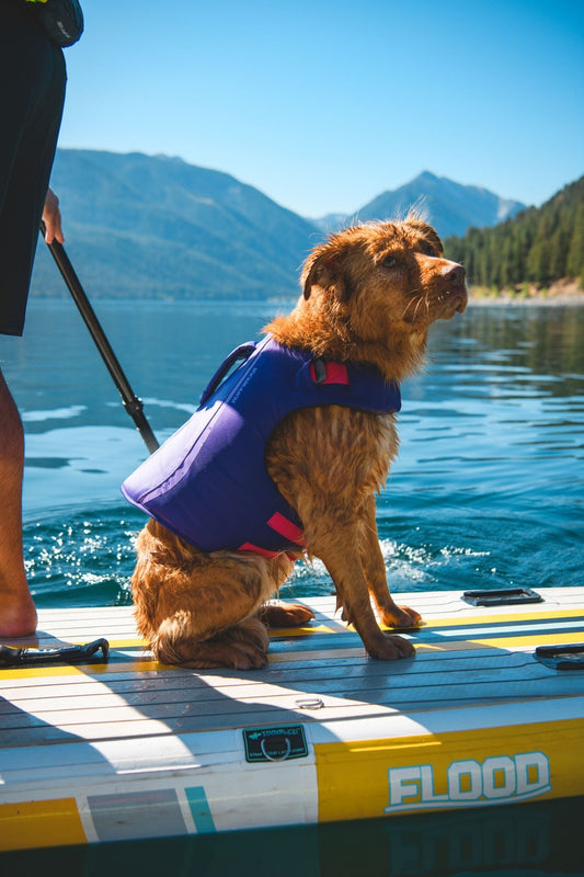 dog wearing purple ruffwear float coat dog life vest on sup paddleboard on the lake