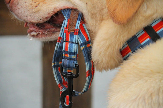 Dublin Dog Eco Lucks Dog Collar - Small Harbor