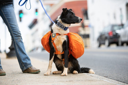 Ruffwear Approach Pack (Orange X-Small Missing Tag)