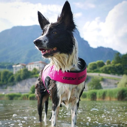 DFD X2 Boost Dog Life Vest