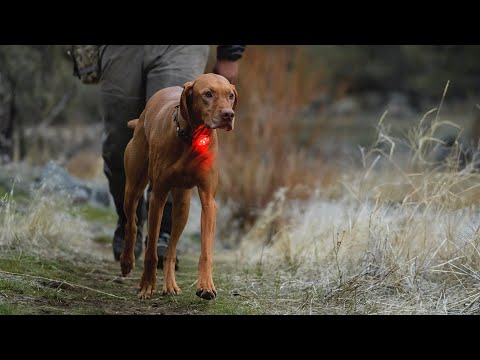 Safety light for dogs | Ruffwear Beacon