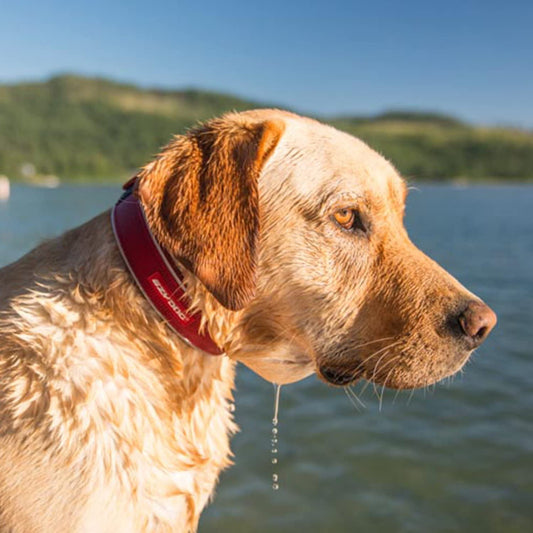 Ezydog Neo Collar | Neoprene Dog Collars