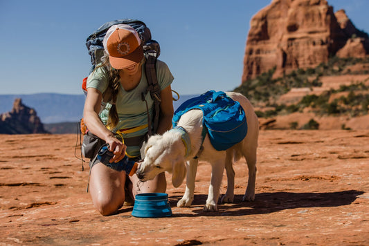 A woman kneeling down to give water to a white dog wearing a blue pack.