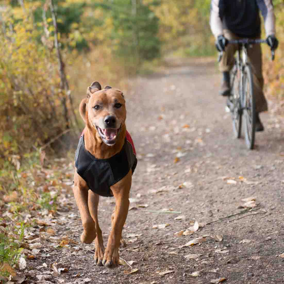 EzyDog Element Jacket