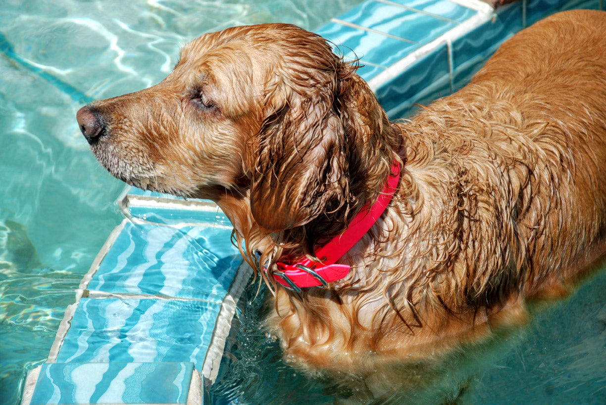 Personalized Nameplate Waterproof Dog Collar