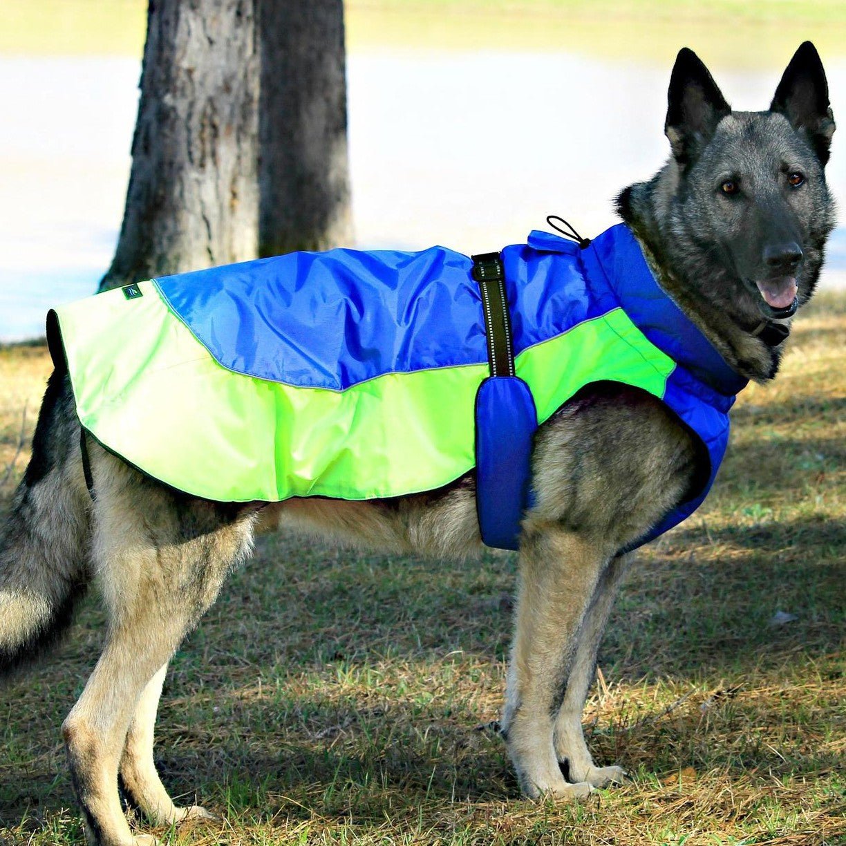 A grey dog stands wearing a blue and lime green jacket in an outdoor setting.