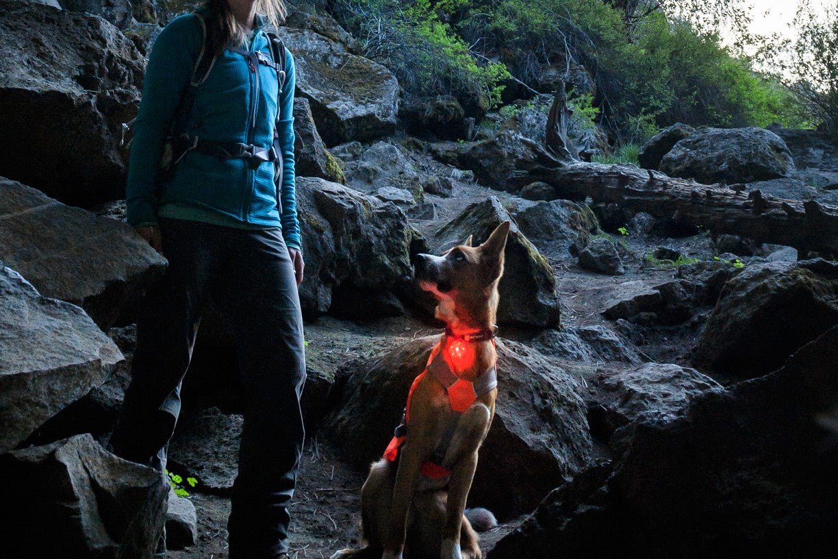 A woman wearing a blue jacket and dark pants with a dog wearing a lighted vest.