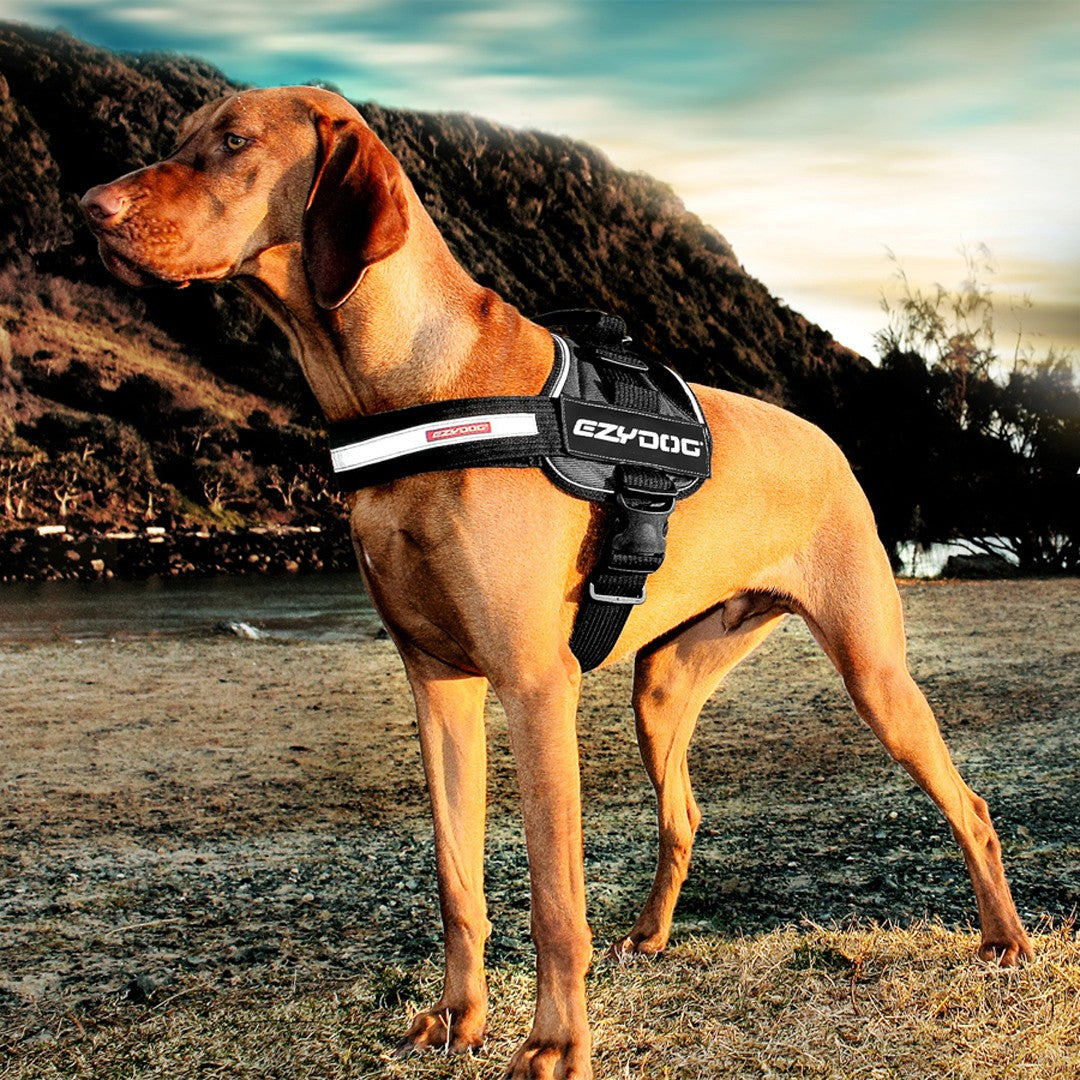 EzyDog Convert Harness