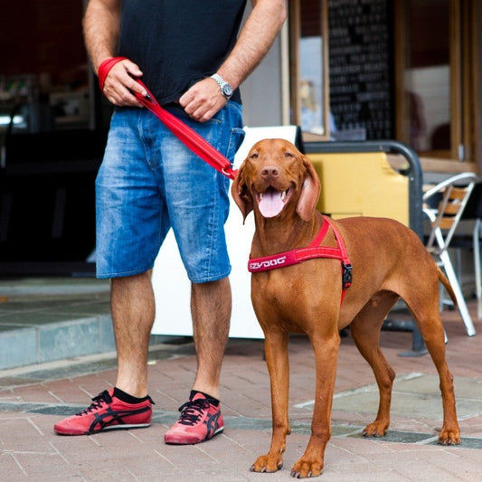 Man in shorts and red shoes walking a vizsla wearing a red harness.