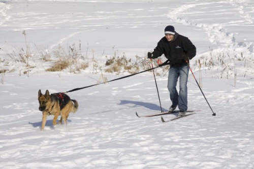 Ultra Paws Single Dog Bungee Tow Line