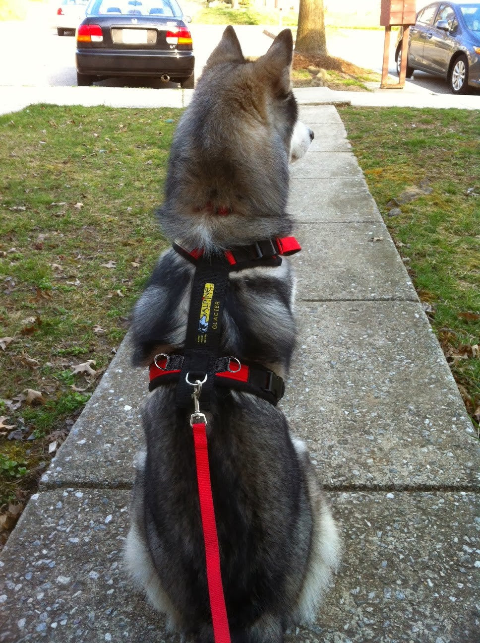 Urban Trail Padded Dog Harness