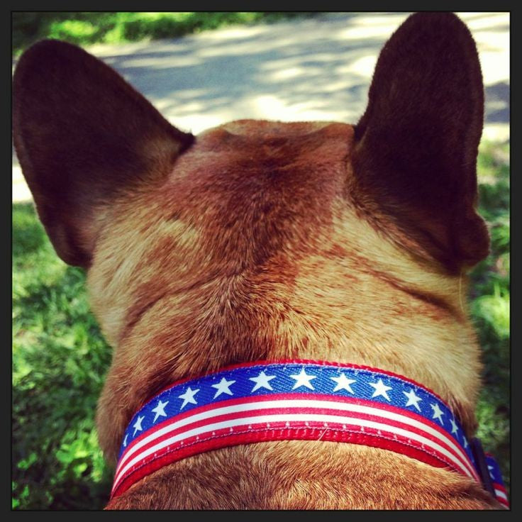 Stars and Stripes - American Made Dog Collar