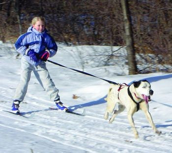 Ultra Paws Single Dog Bungee Tow Line