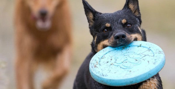 Zisc Dog Frisbee