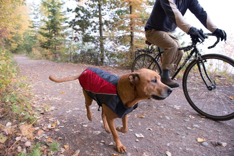 EzyDog Element Jacket