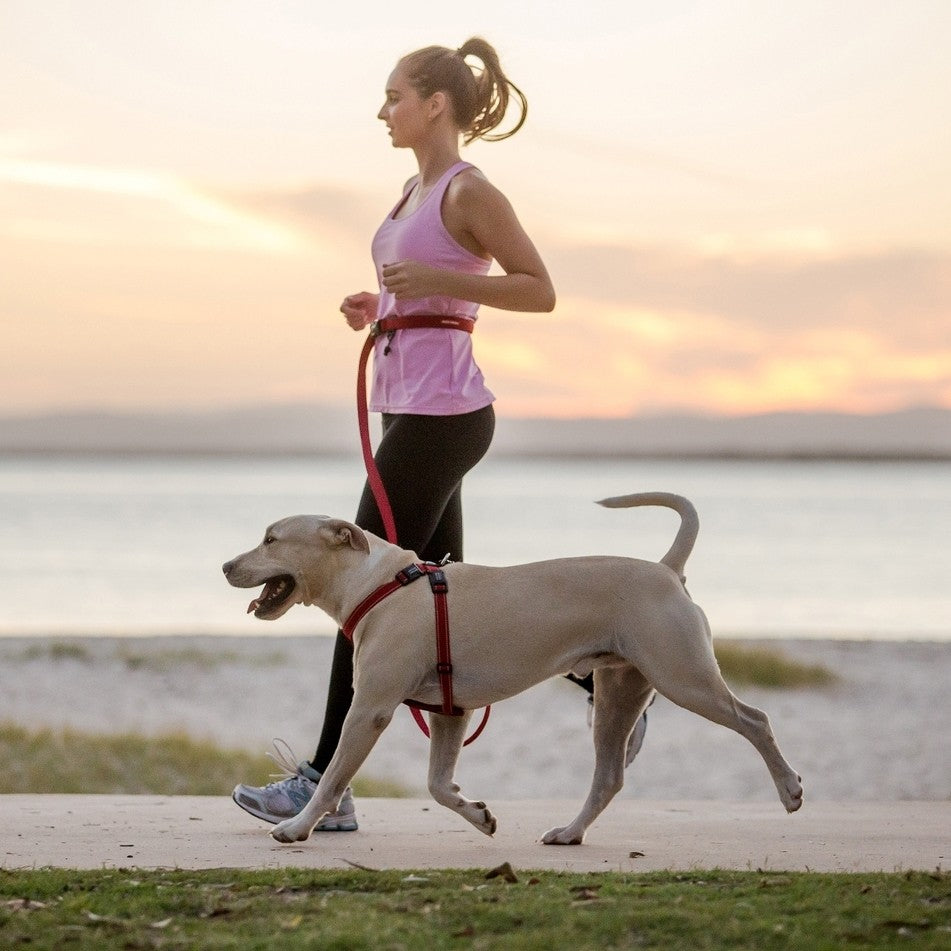 EzyDog Road Runner Hands Free Leash