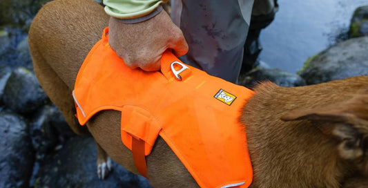 Why This Rugged Outdoor Adventure Dog Harness Might Be The Perfect Solution For Aging Dogs
