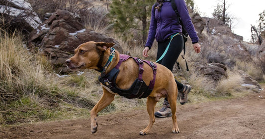 Why the 2025 Ruffwear Web Master Harness Is the Best Harness for Tripod Dogs