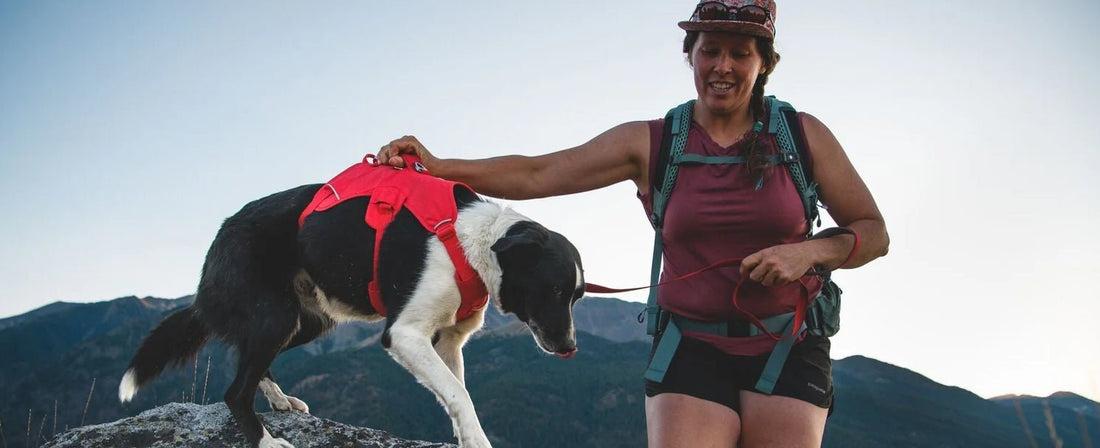"Hairy" Houdini No More: Why the Ruffwear Web Master Harness Keeps Escape Artists Safe