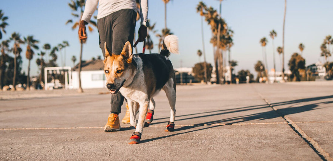 6 Expert Tips for Breaking In Ruffwear Dog Boots