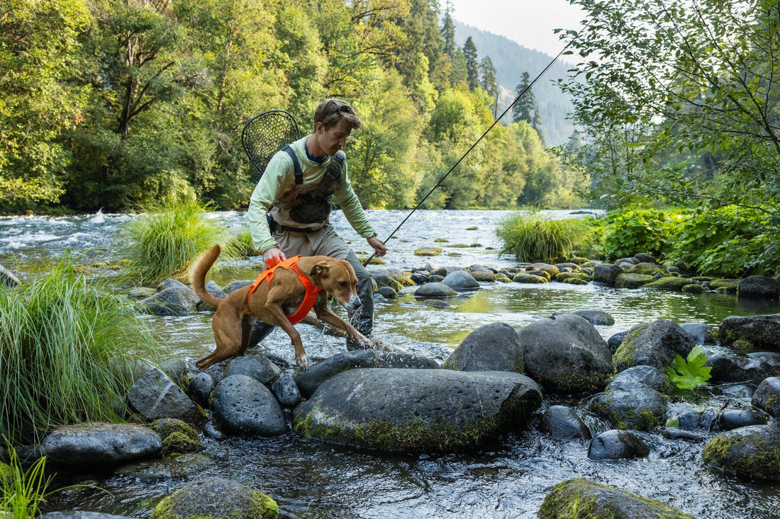 Escape proof dog harness Ruffwear Web Master secure padded dog harness