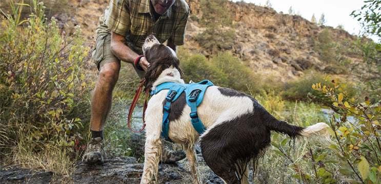Deciding On The Right Harness For Your Dog