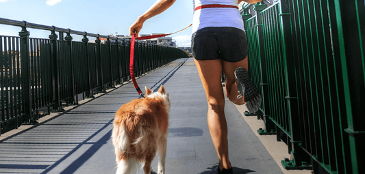 Scott's Favorite Leashes For Jogging