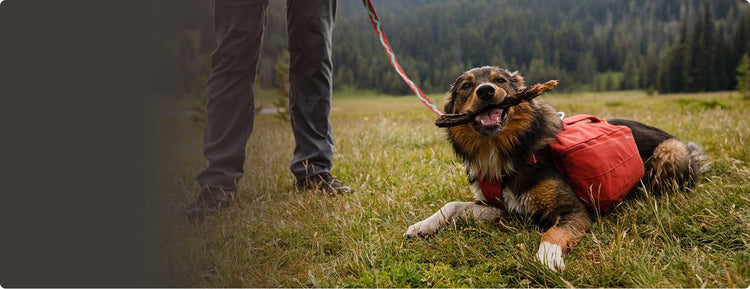 Shop Dog Gear - The Dog Outdoors