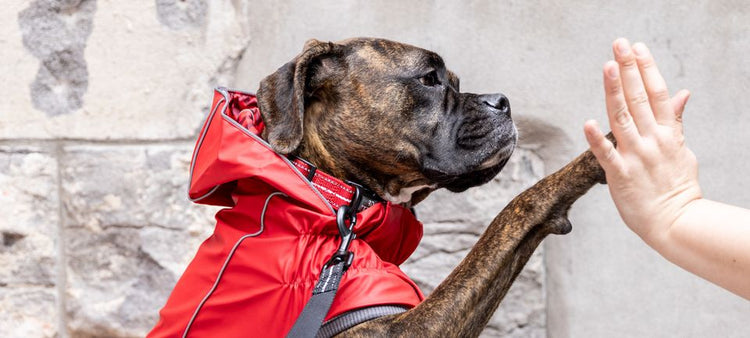 Best Dog Raincoats & Waterproof Dog Raingear - The Dog Outdoors