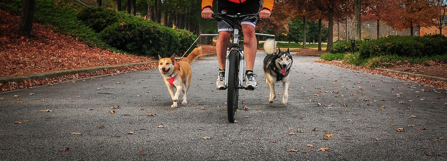 Scott's Favorite Harnesses For Biking Your Dog